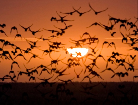 A flock of birds is silhouetted against the sunrise outside the town of Kyzylorda in southern Kazakhstan