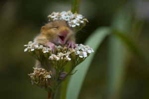 happy_mouse_flowers1